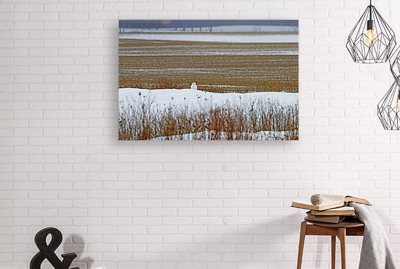 Snowy Owl Well Camouflaged by Deb Oppermann