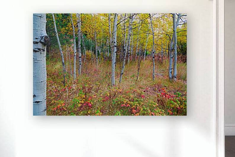 Golden Light on an Autumn Aspen Forest by Bo Insogna
