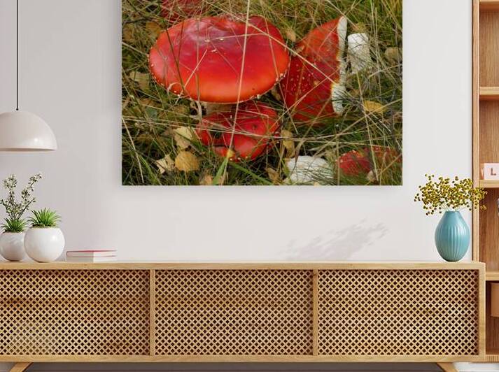 Vibrant Fly Agaric Mushrooms  Among Autumn Grass  by Catriona Roberts Nature Photography and Designs