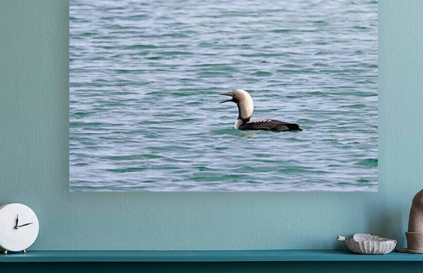 Pacific Loon by Deb Oppermann
