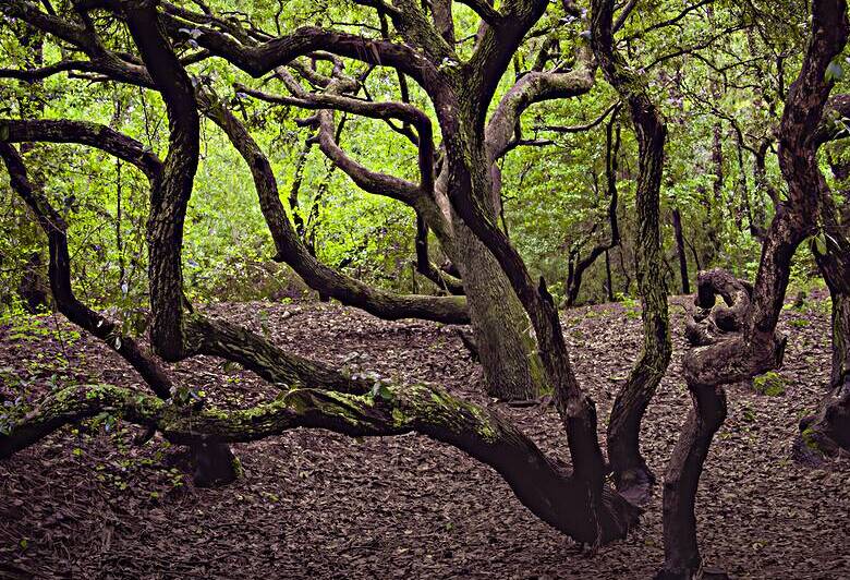 Enchanted Forest Scene by Norma Brandsberg Photography