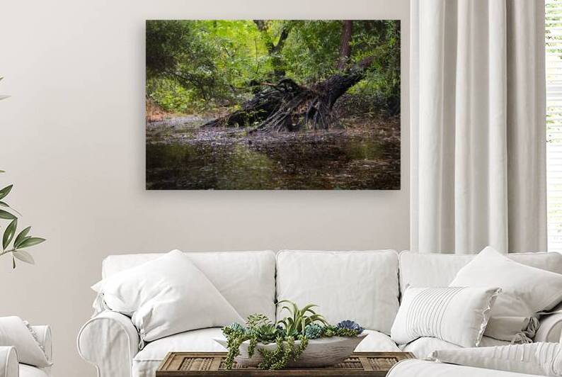 Wetland  Atmospheric Cypress Tree Roots by Norma Brandsberg Photography