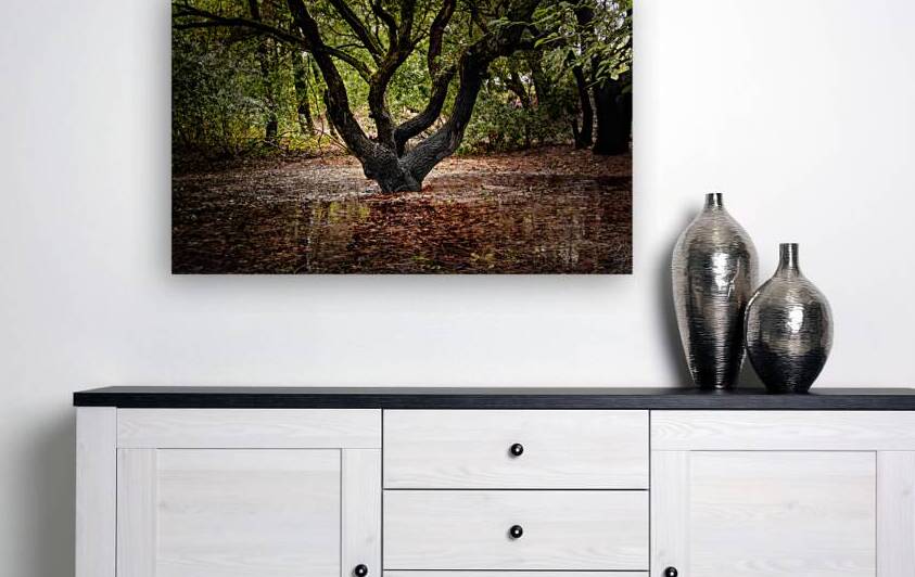 First Landing State Park Tree  by Norma Brandsberg Photography