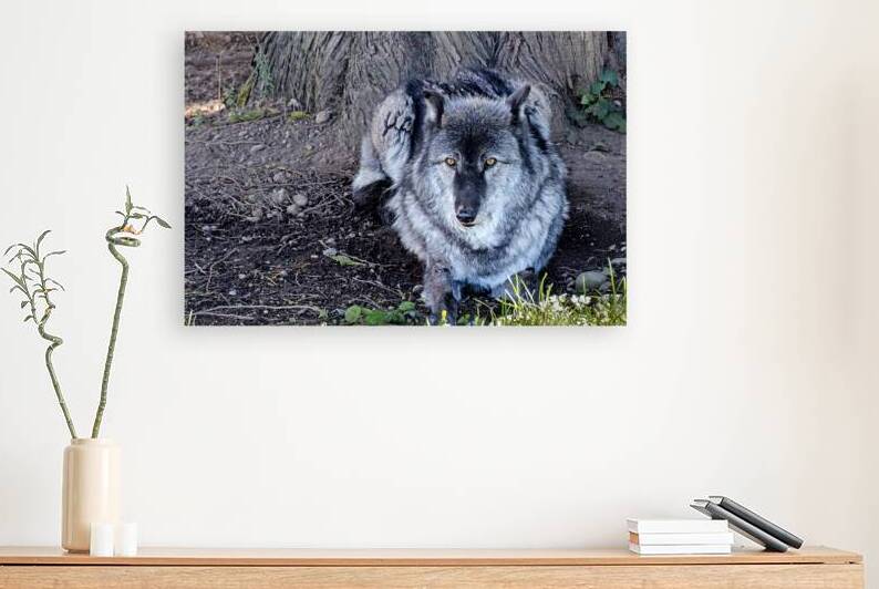 Gray Wolf resting beneath a tree by Lisa von Biela
