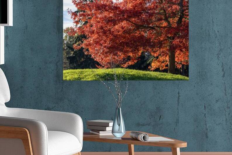 Backlit tree with fall foliage by Lisa von Biela