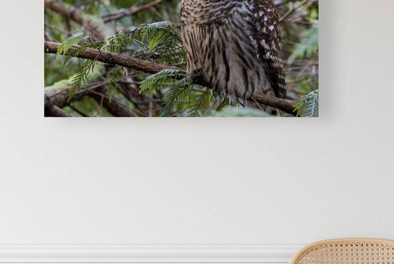 Barred Owl gazing up at the sky by Lisa von Biela