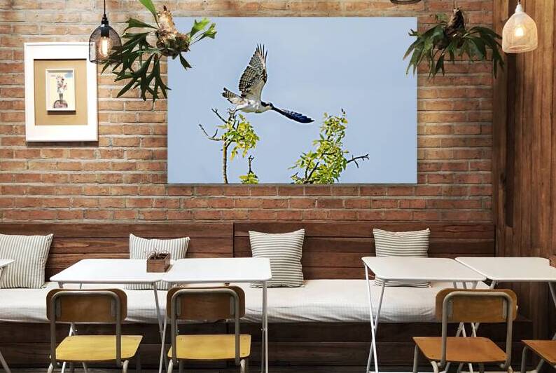 Osprey takes flight from branch showing talons by Lisa von Biela