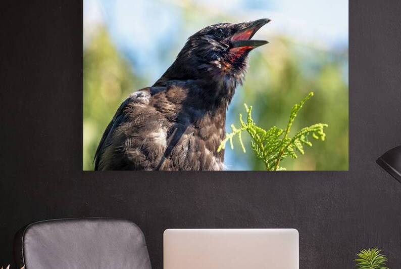 American Crow with throat visible while calling by Lisa von Biela