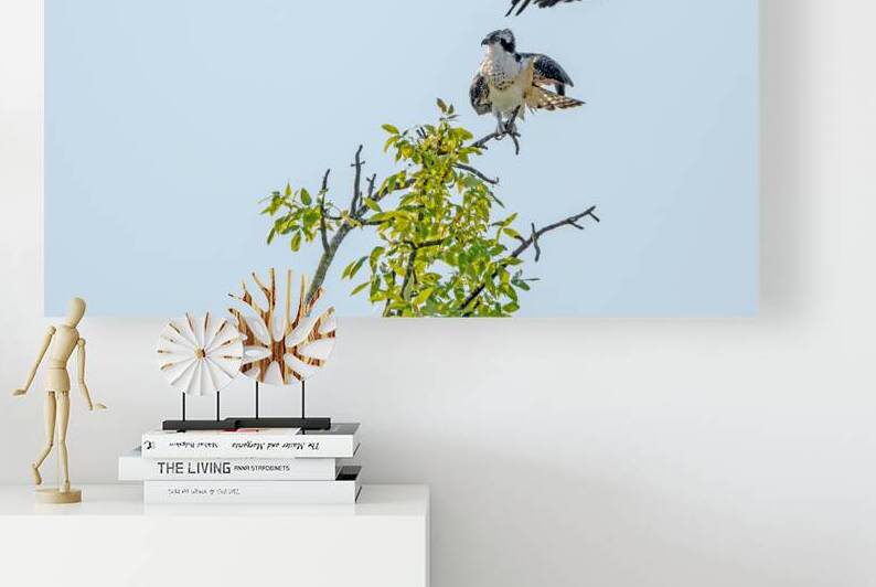 Osprey being strafed by an American Crow by Lisa von Biela