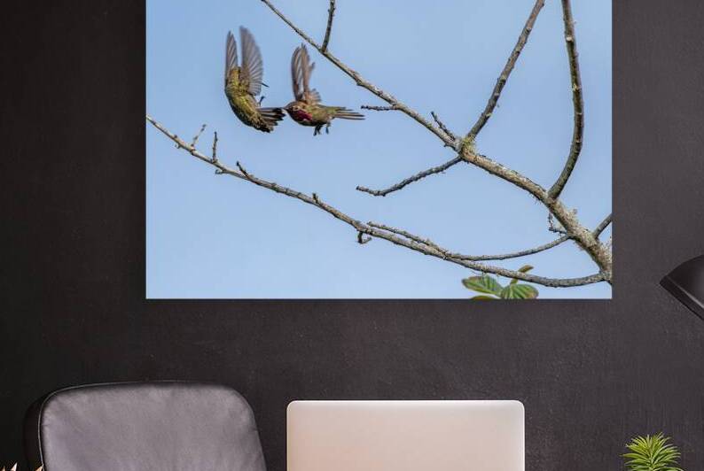 Hummingbird fight by Lisa von Biela