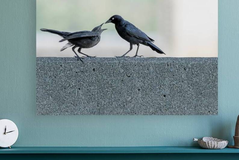Brewers Blackbird adult feeding juvenile by Lisa von Biela