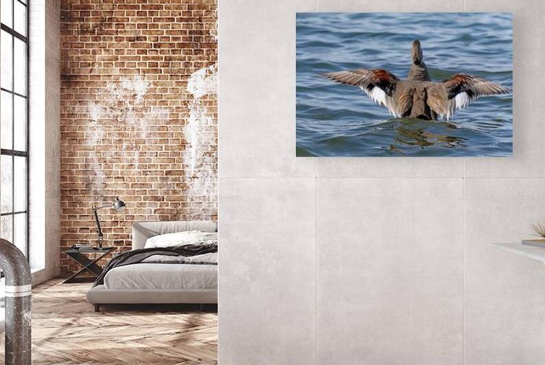 Male Gadwall wing display by Lisa von Biela