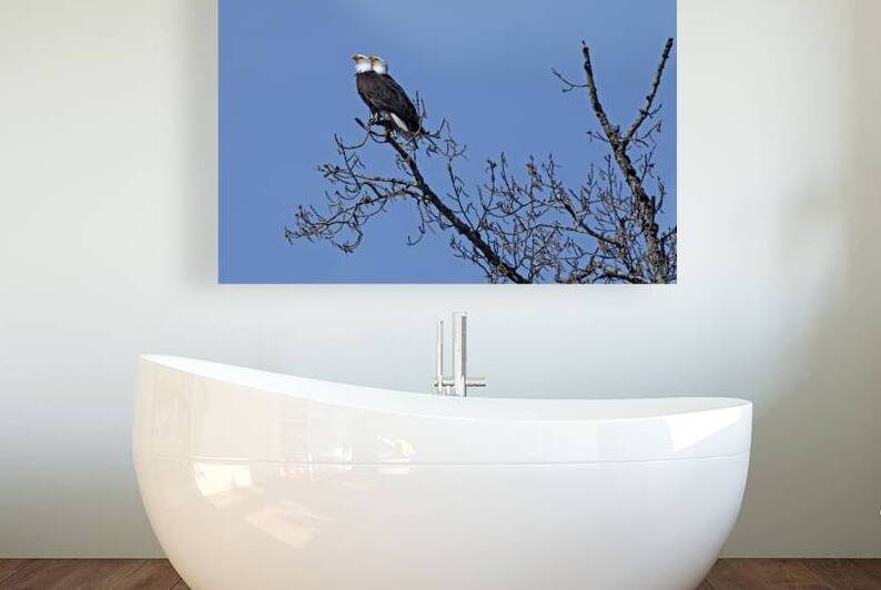 Bald Eagle Pair perfectly aligned by Lisa von Biela