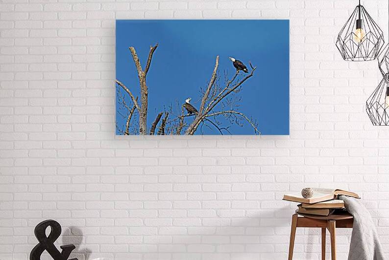 Bald Eagle Pair vocalizing to each other by Lisa von Biela