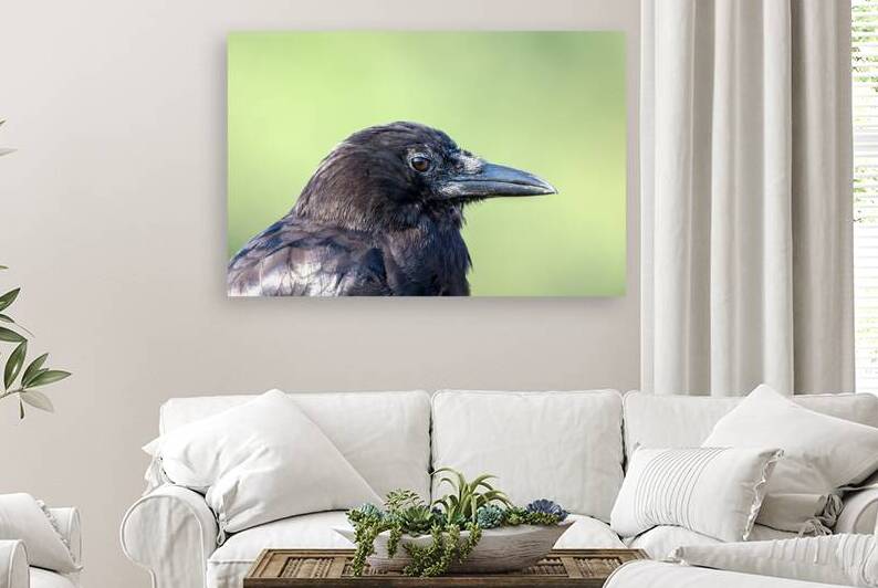 Close up profile of single American Crow by Lisa von Biela