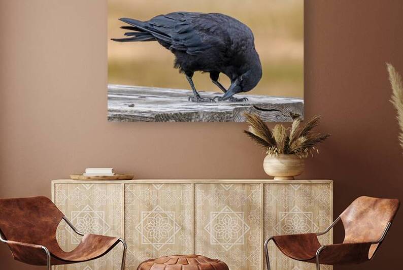American Crow bending over for crumbs by Lisa von Biela