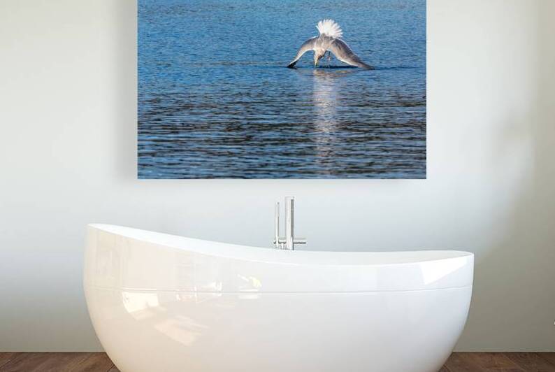 Gulls Dramatic Dive by Lisa von Biela