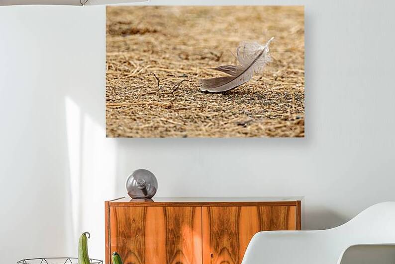 Isolated feather on the ground by Lisa von Biela