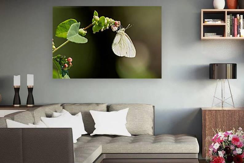 Cabbage Butterfly feeding while hanging from snowberry plant by Lisa von Biela