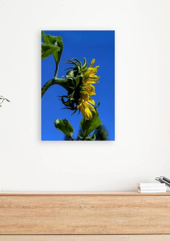 Sunflower against blue cloudless sky by Lisa von Biela