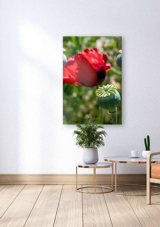 Poppy seed capsule with red poppy in background by Lisa von Biela