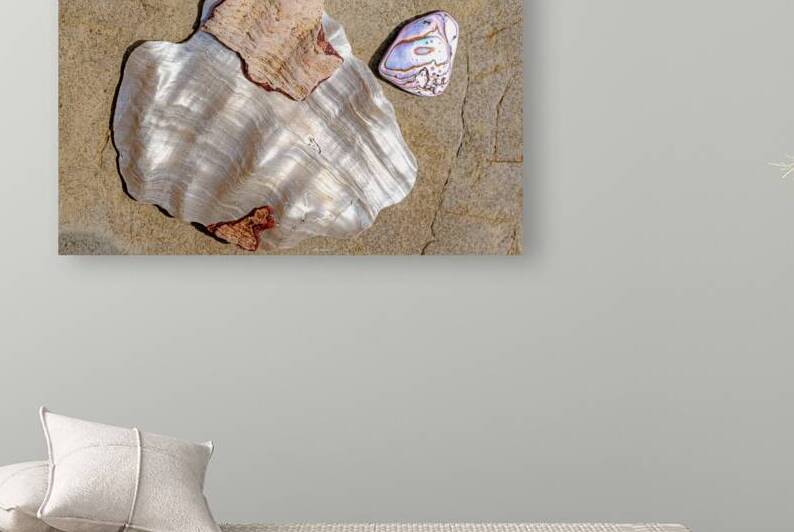 Close up of white and iridescent shells by Lisa von Biela