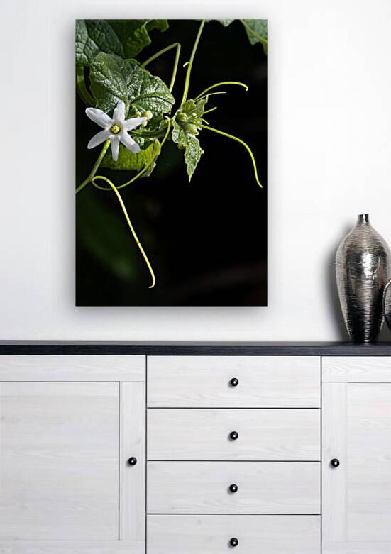 Wild cucumber Blossom close up by Lisa von Biela