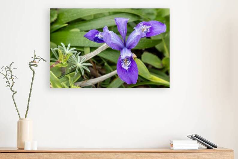 Close up of dwarf iris by Lisa von Biela