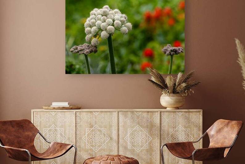 Coast Angelica bloom close up by Lisa von Biela