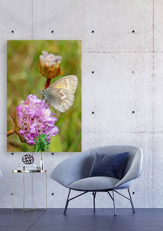California Ringlet Butterfly by Lisa von Biela