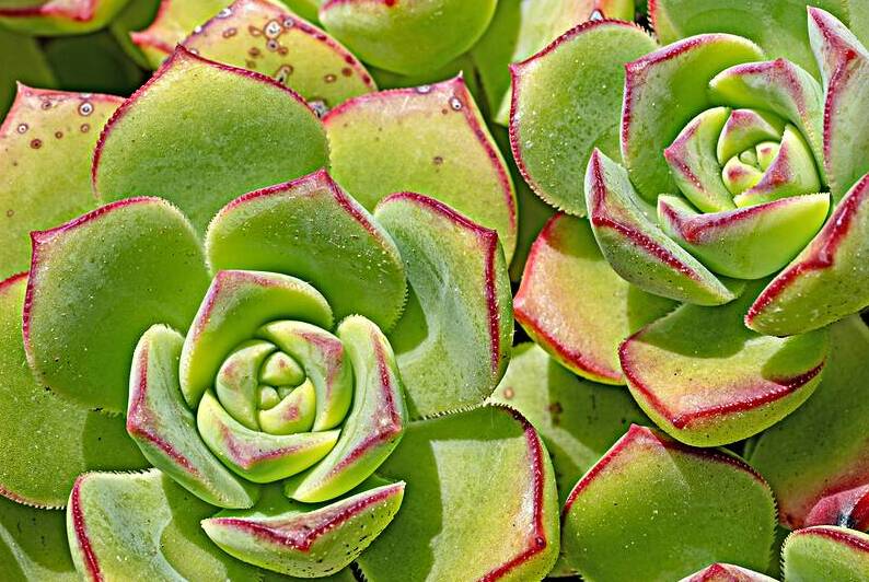 Echevaria macro by Lisa von Biela