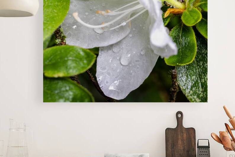 White azalea with rain drops by Lisa von Biela