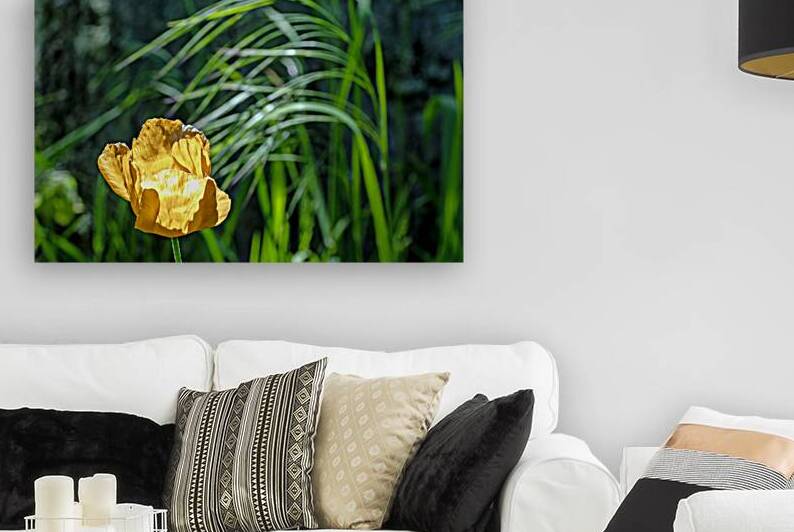 Backlit orange tulip by Lisa von Biela