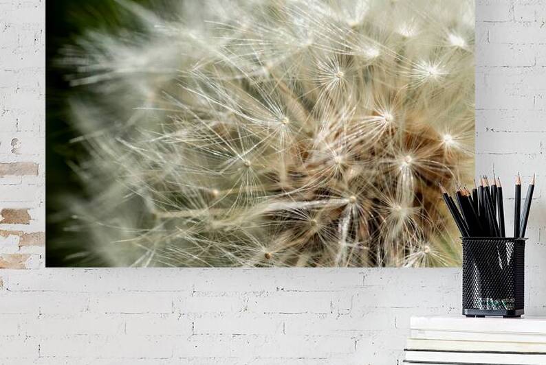 Close up of dandelion filaments by Lisa von Biela
