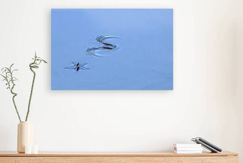 Water Striders on Lake Sammamish by Lisa von Biela