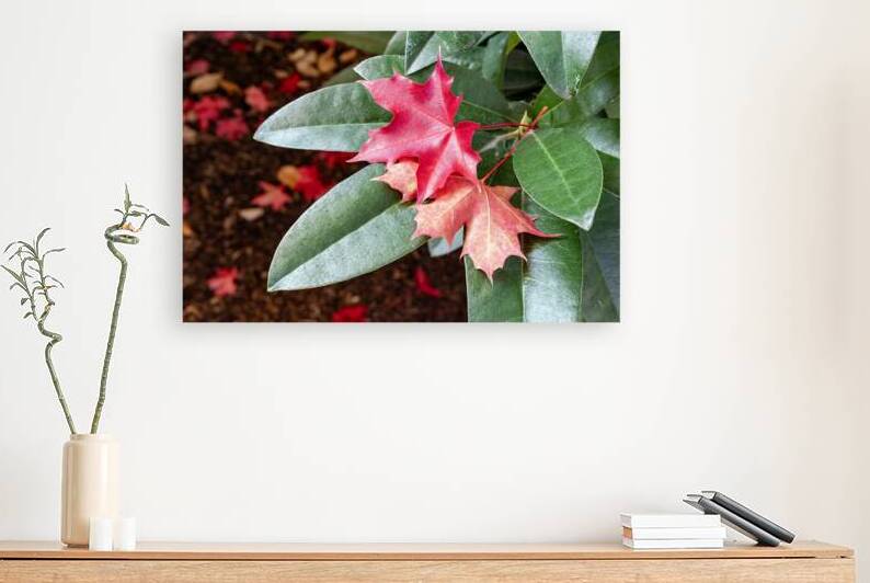 Fallen autumn leaves on living plant by Lisa von Biela