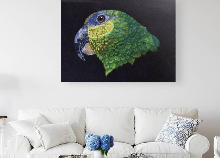 Waldo the Orange-winged Amazon Parrot by Lisa von Biela