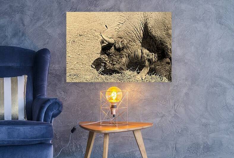 European Bison in the Sunlight – Wildlife Portr by M ALK