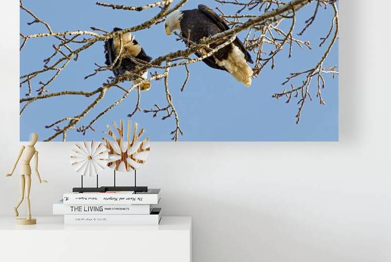 Bald Eagle pair looking into each others eyes by Lisa von Biela