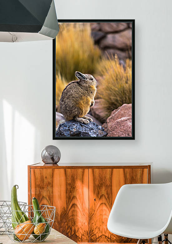 Viscacha by Jackson Brown