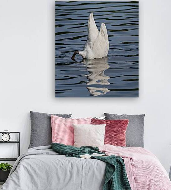 Side view of the body of a swan reaching into the water of Elles by Steve Heap