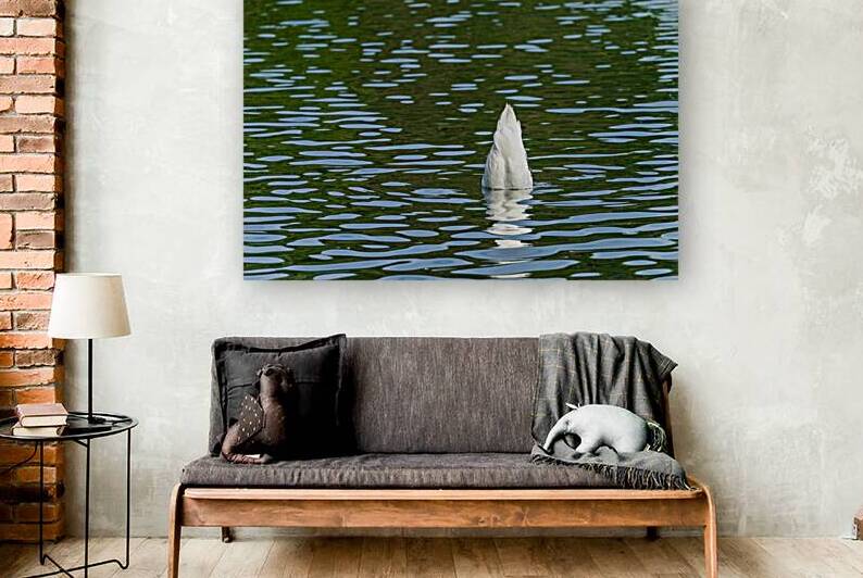 Rear view of the body of a swan reaching into the water of Elles by Steve Heap