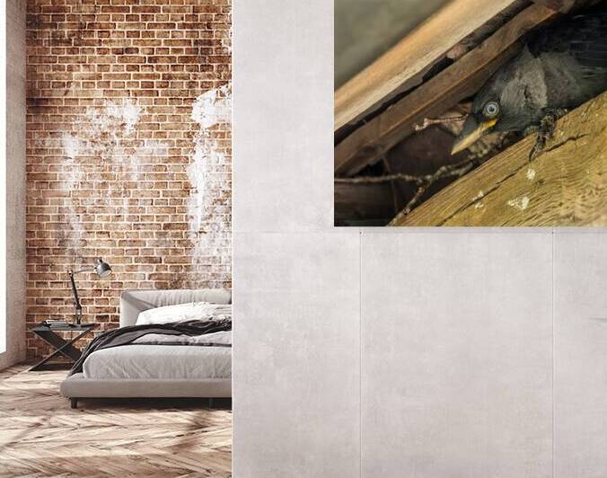 Head of a jackdaw poking out from nest in the rafters of an old  by Steve Heap