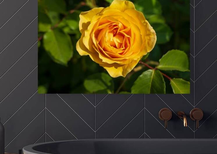 Golden butter colored single rose known as the absolutely fabulo by Steve Heap