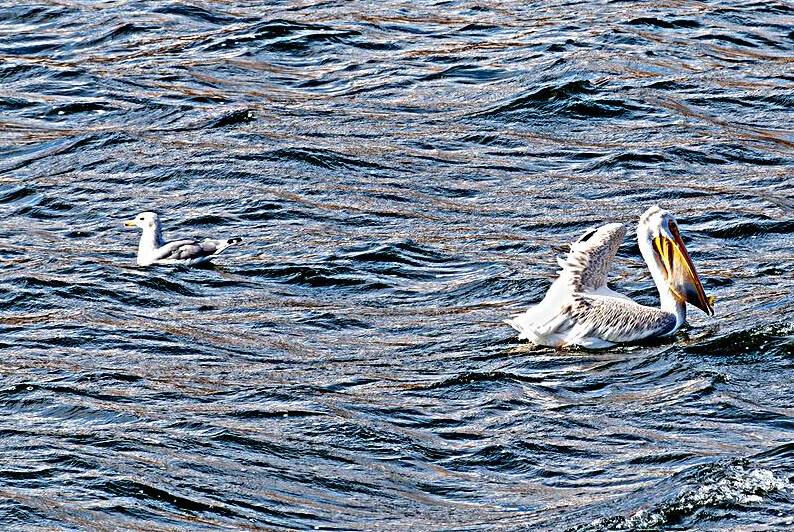 White Pelican with fish in pouch and fin showing by Lisa von Biela