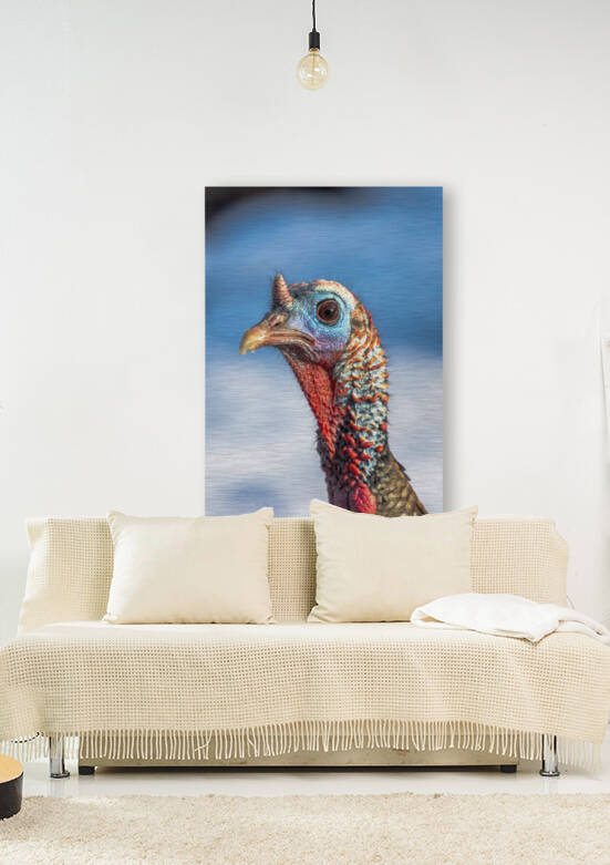 Wild Turkey Beauty Shot by Joe Riederer