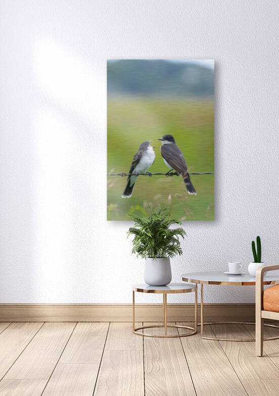 Feeding time: Eastern Kingbird by Joe Riederer