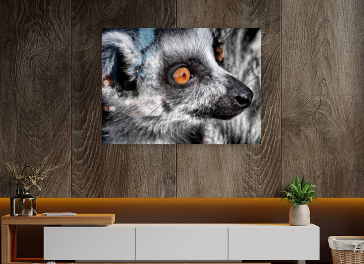 Lemur Up Close by HH Photography of Florida