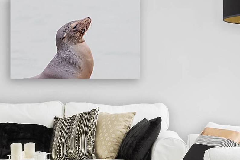 Sea lion from side isolated against white background Galapagos Islands Ecuador by Ad Gr