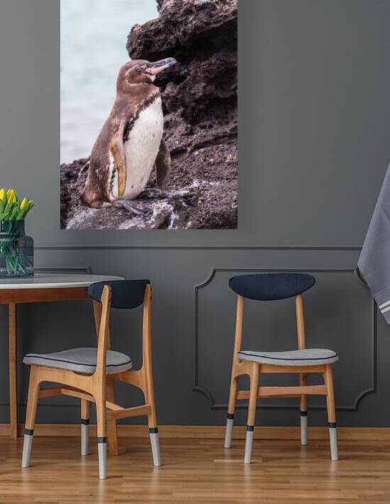 Galapagos Penguin Spheniscus mendiculus standing on black rocks Galapagos National Park Ecuador by Ad Gr